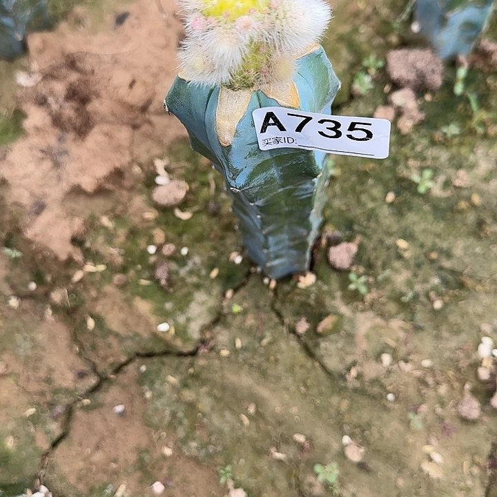 无花朵冷*嫁接九尾狐锦735