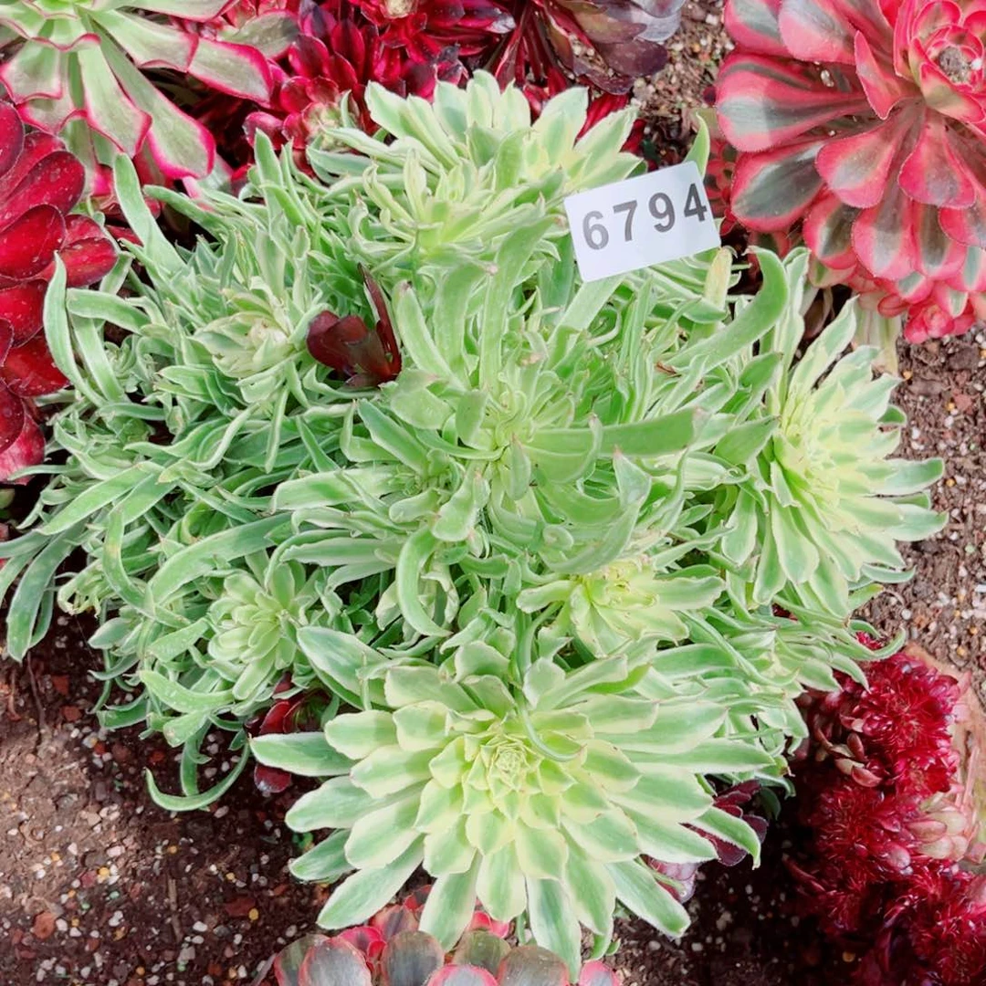 刘*?玉玲珑多肉发货发货