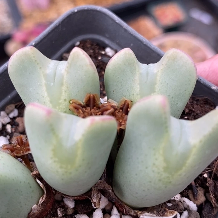 1937一群玻尿酸少将