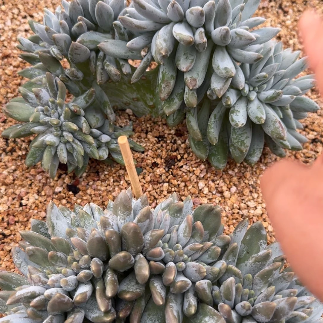 哥特缀多肉植物多肉