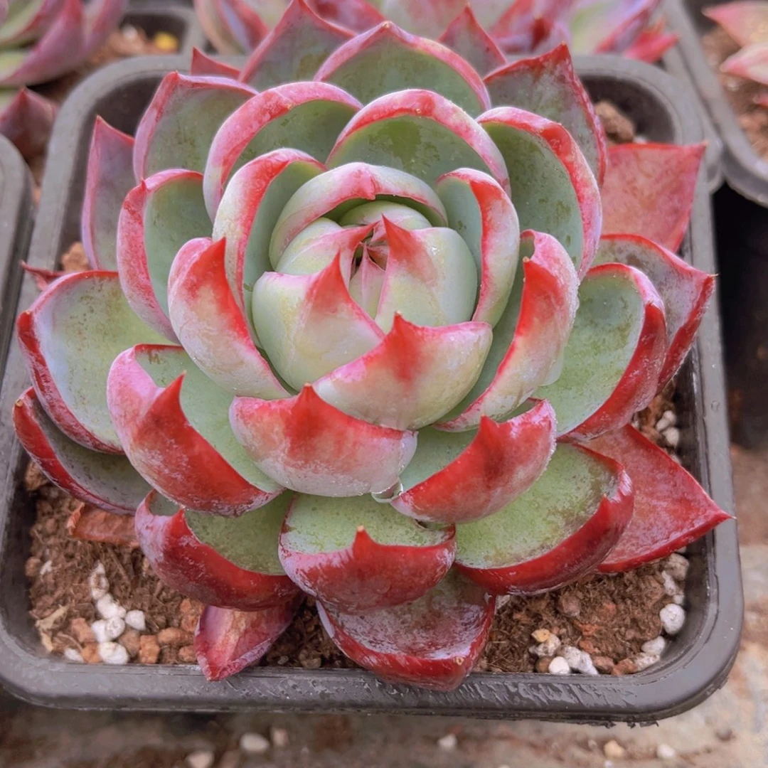 惊鸿10.5公分999999999999