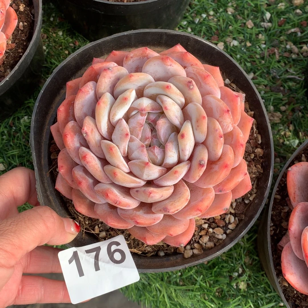 176橙子多肉植物