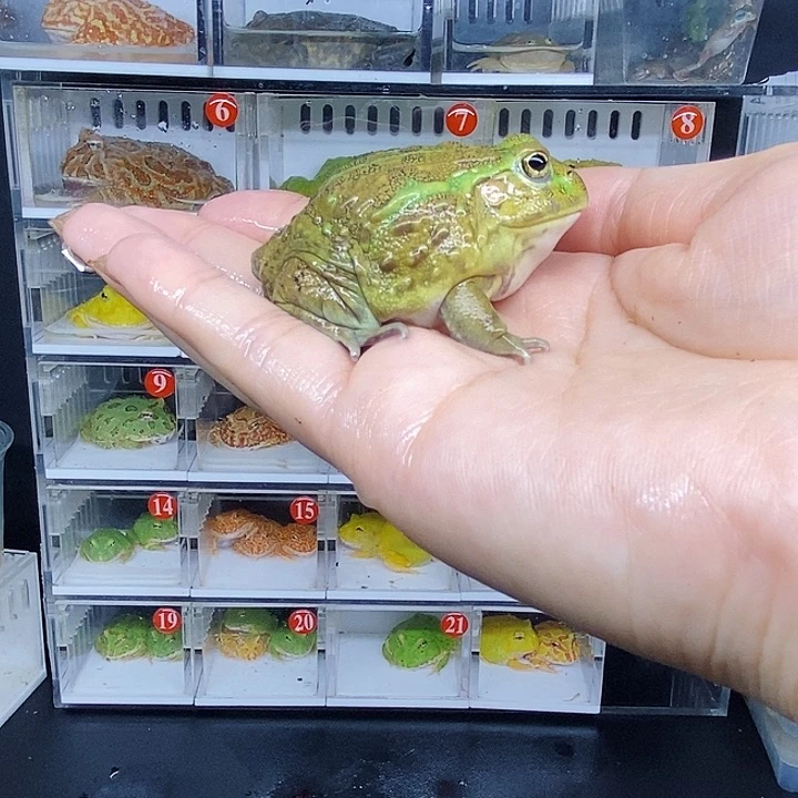特价秒杀特价蛙蛙