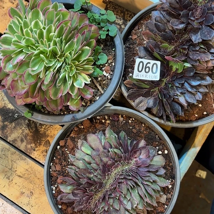 060缀化组合掌心多肉法师锦