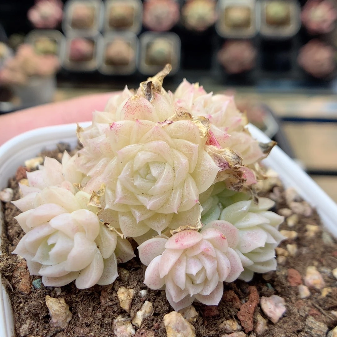 E50 ，20包邮两天凑单偏远不发货