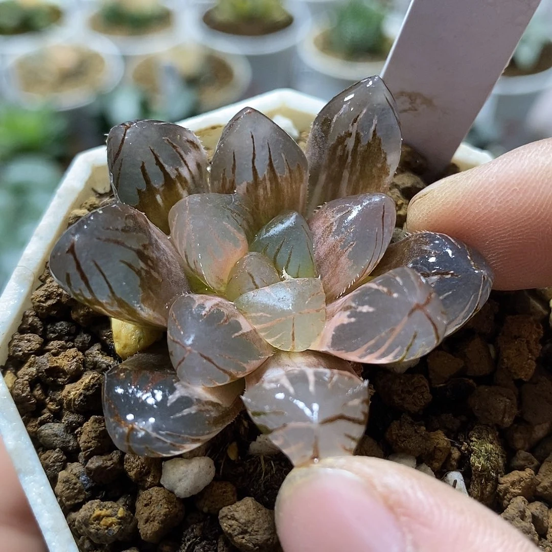 24 Om玉露锦哈哈哈哈