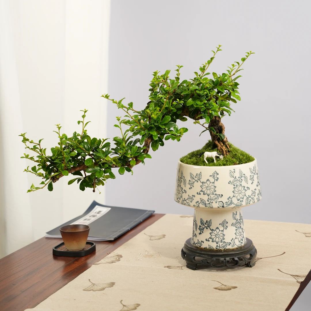 福建茶老桩悬崖提根盆景绿植室内茶桌办公室四季植物绿色