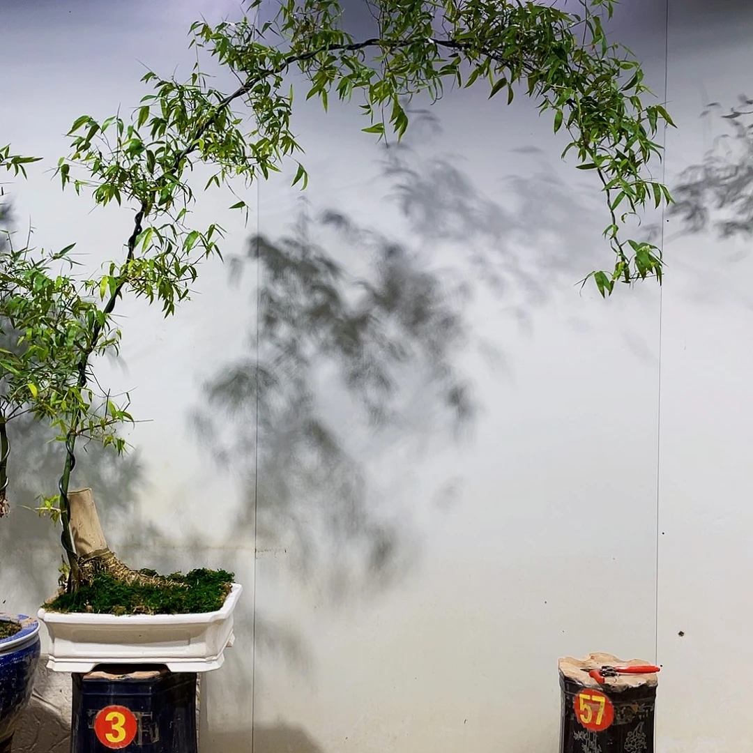 王****淡小叶簕竹熟桩陶瓷盆一物一拍