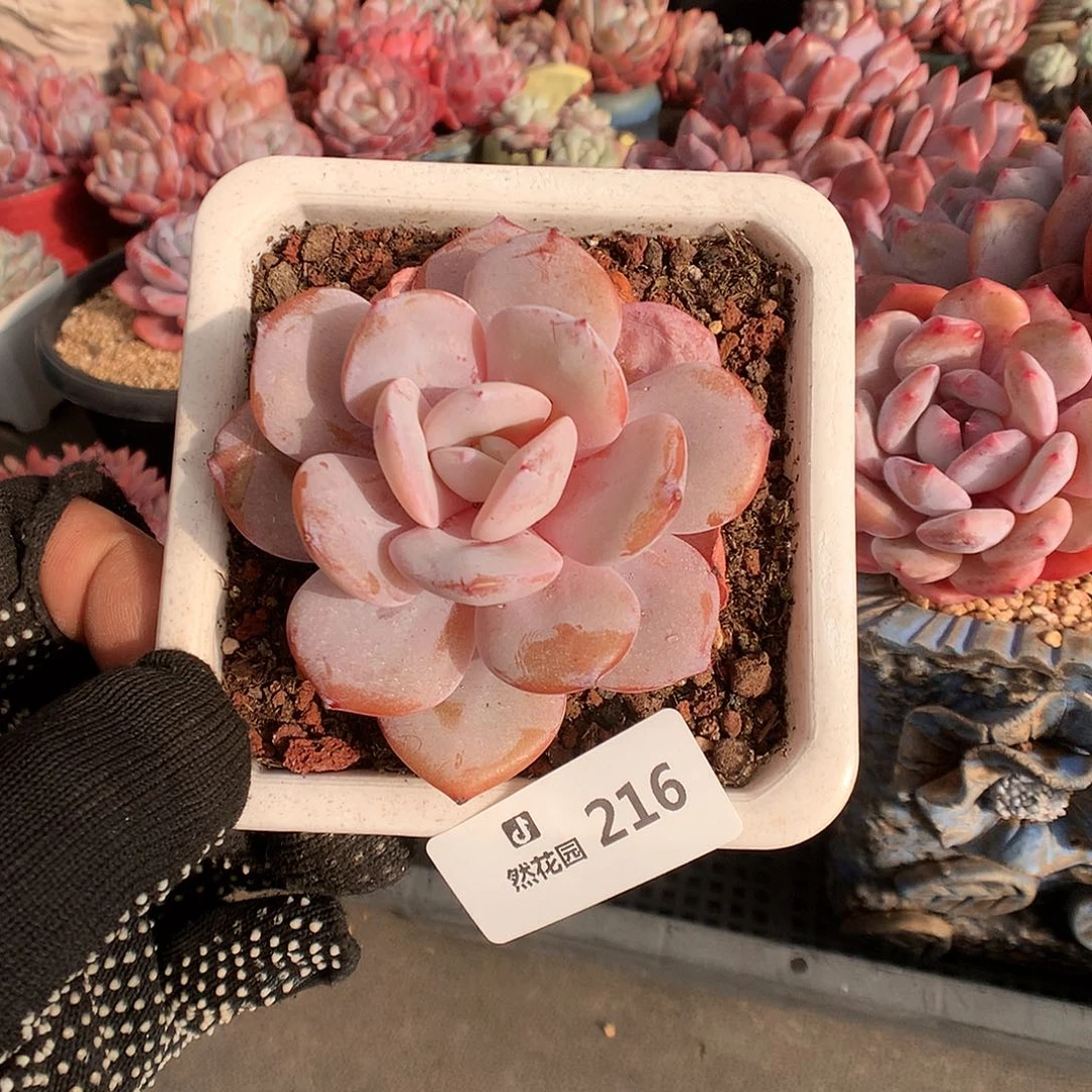 216奶茶多肉植物6666