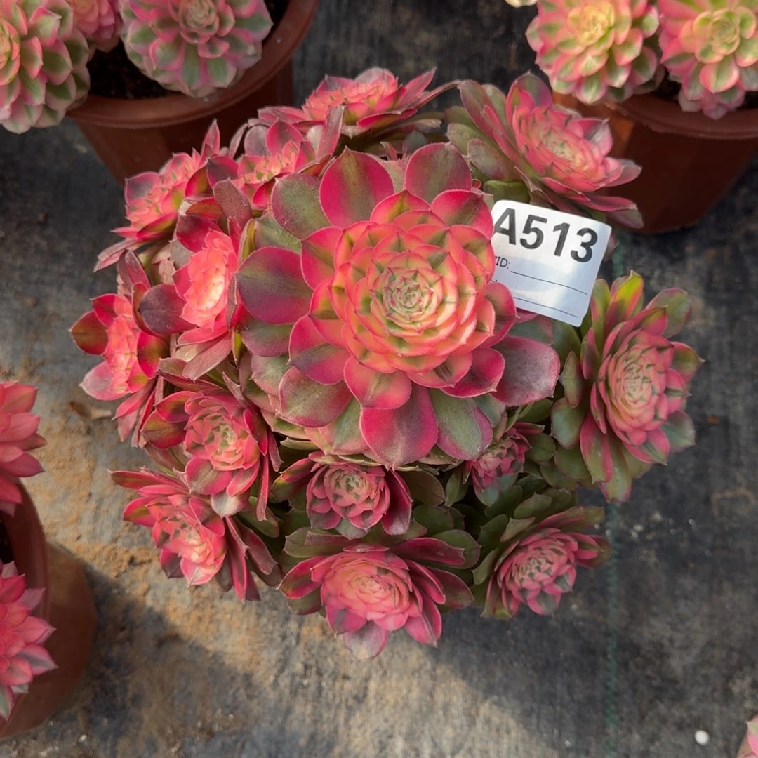 荔枝多肉法师a513