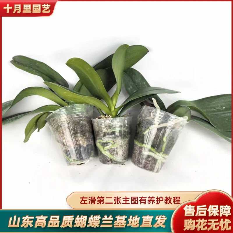 十月里蝴蝶兰【三颗花后苗 叶片微瑕】不分品种不分杯型随机发货