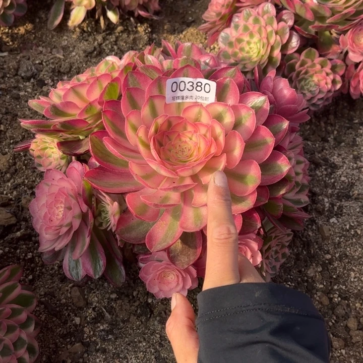 00380倾城多肉植物