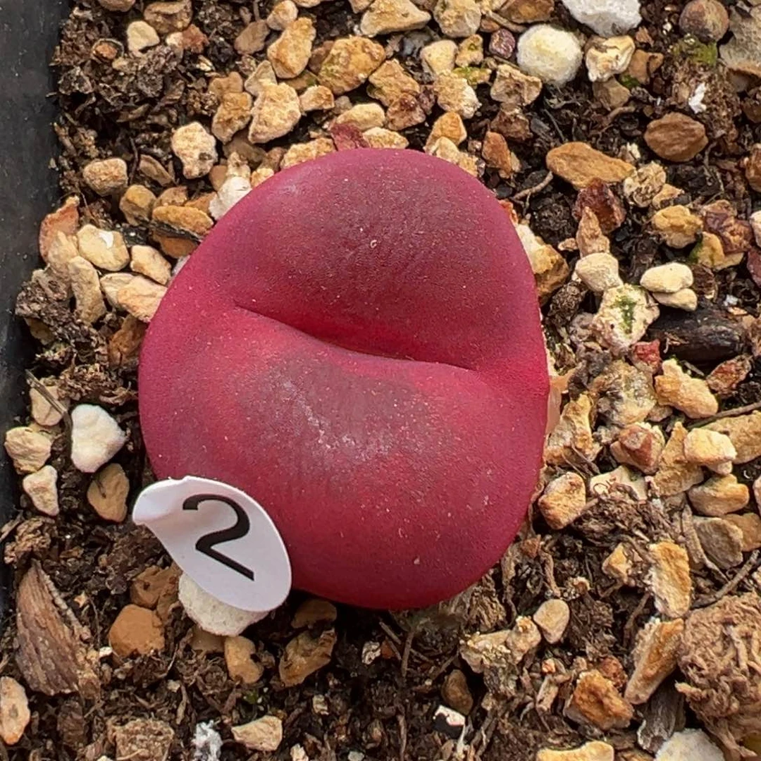 多肉植物11111111111111