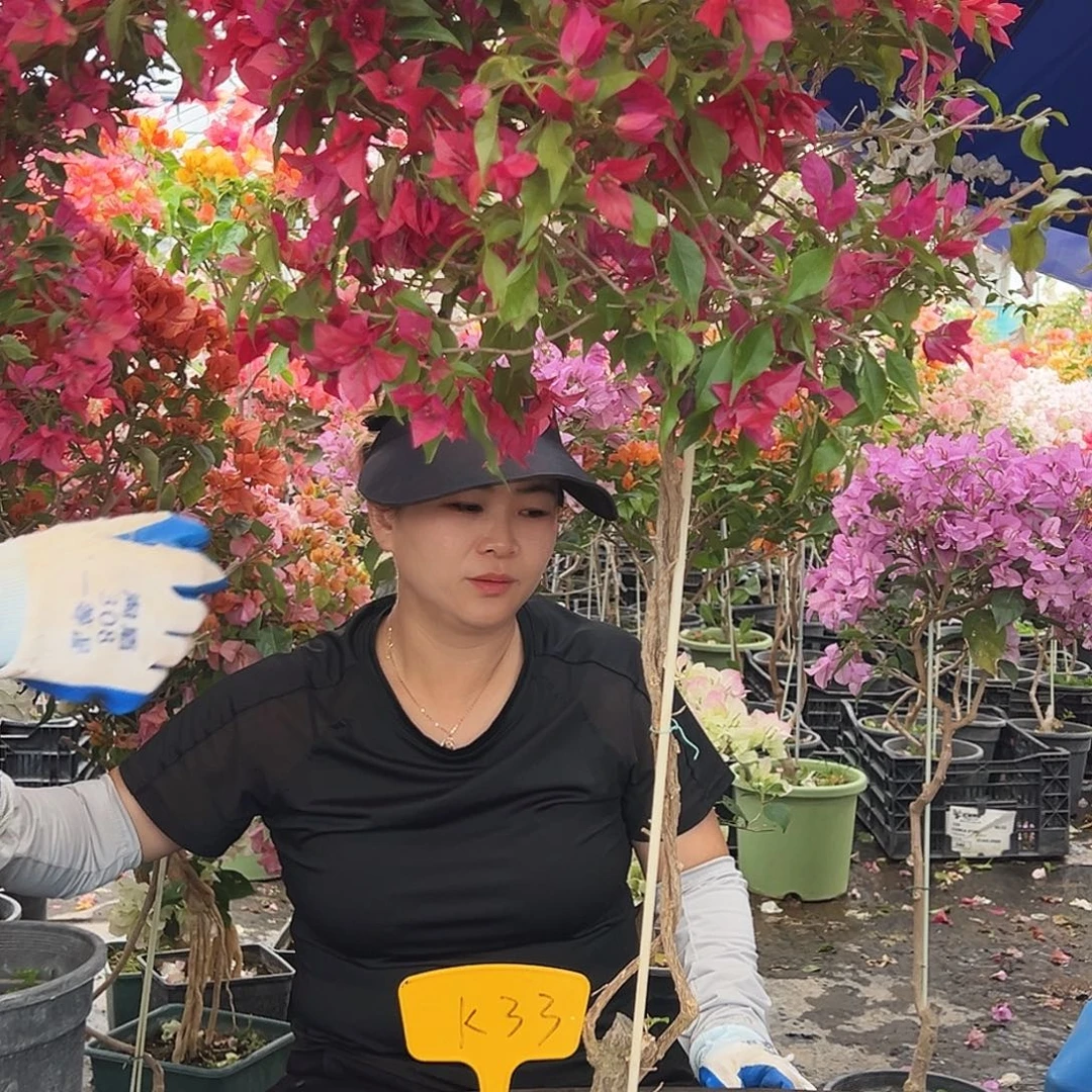 云***草大部分花苞少量开放K33紫桑巴