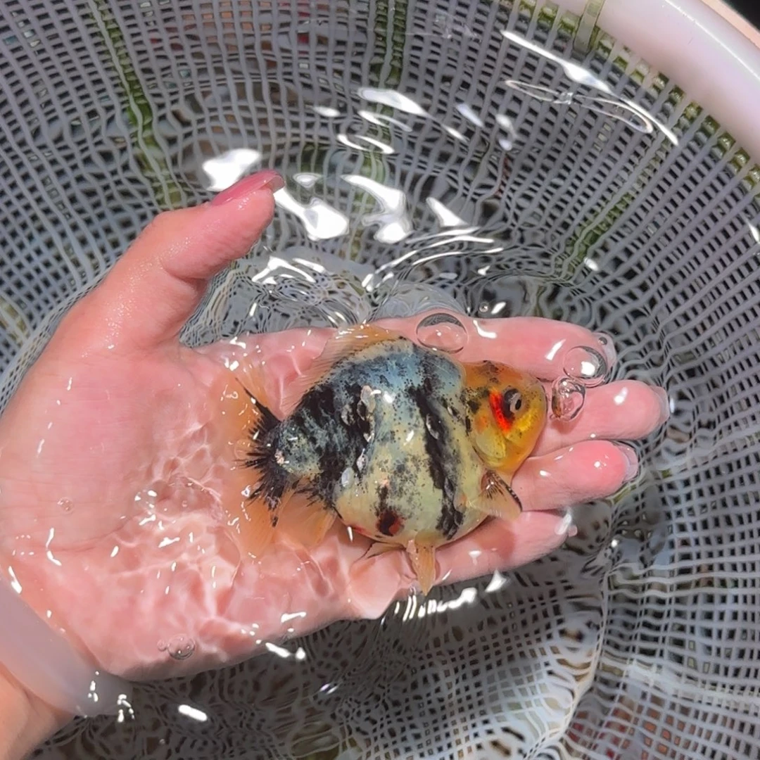 龙睛金鱼亚成短尾将军狮子苗