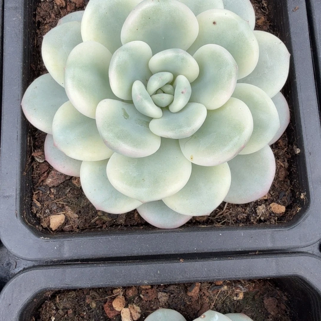 白马 安吉园艺锦锦