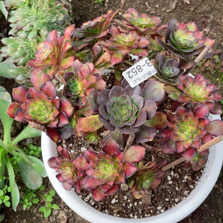 852龙鳞多肉1，113445788