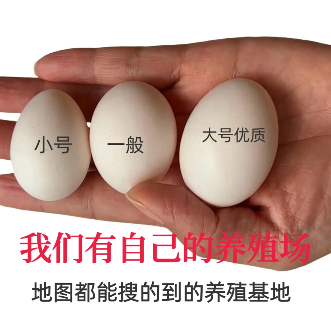 正宗鸽子蛋高品质品牌散养鸽农家鸽子蛋五谷杂粮孕妇儿童老人营养