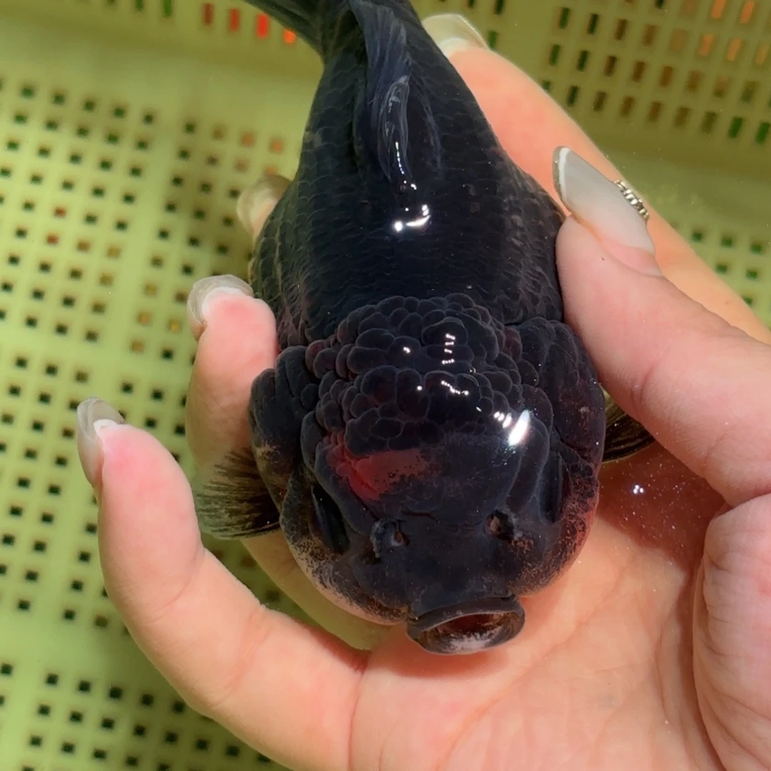 如***故金鱼拍包装包邮，不拍包装运费到付