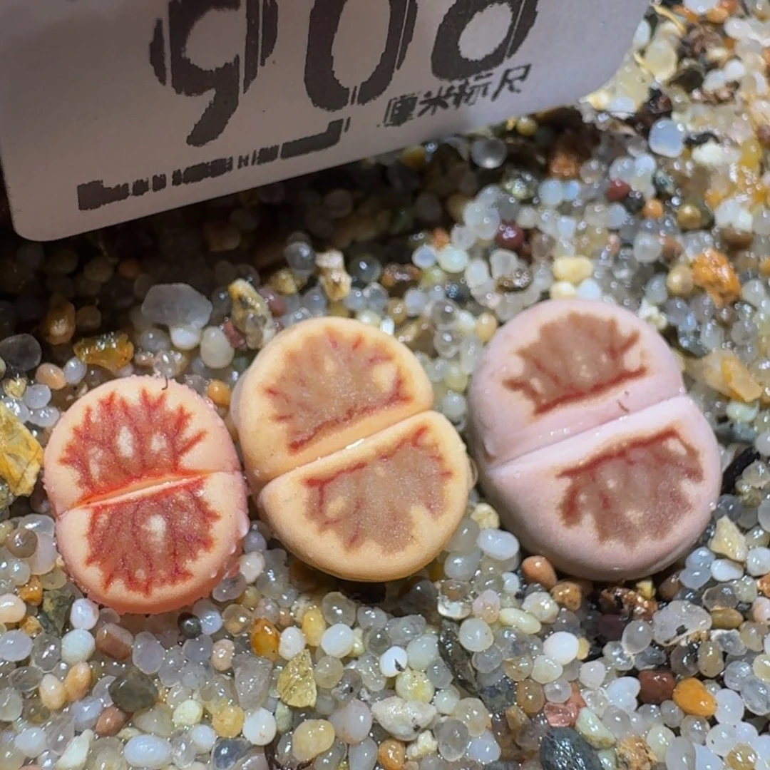 zzzz生石花肉锥906锦