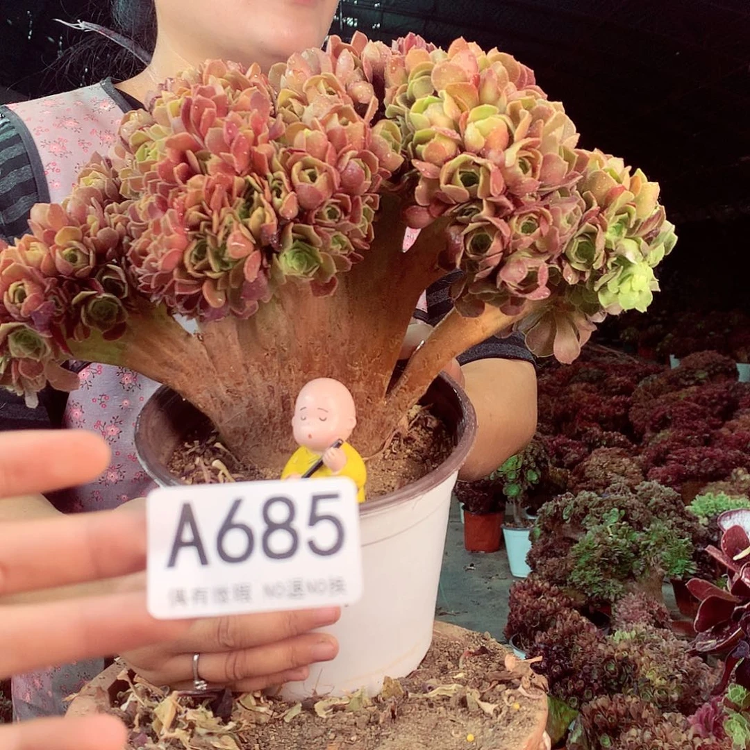 无花朵柒哥多肉法师不包侧断枝685