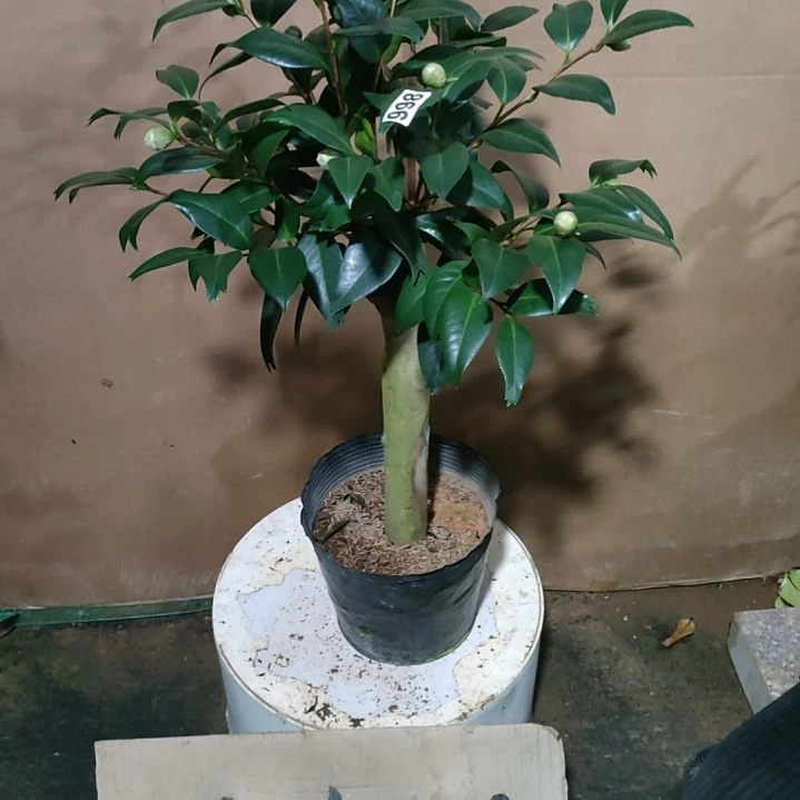 998鱼尾茶，原盆原土，不包邮