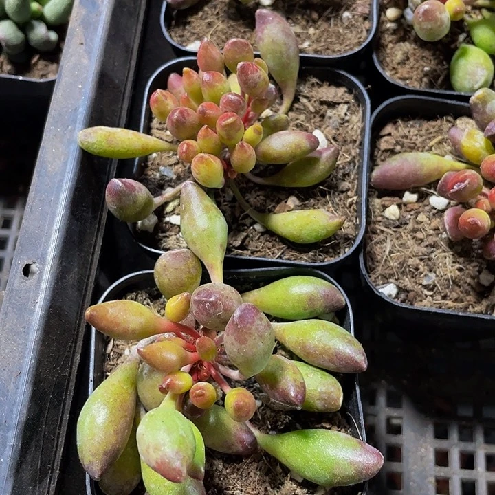 鼓槌水泡4.8带盆