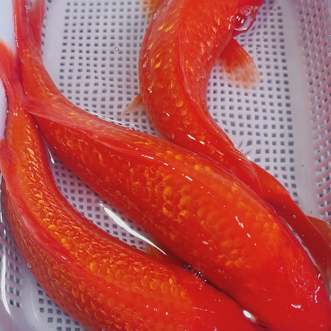 锦鲤锦鲤冷水观赏鱼108