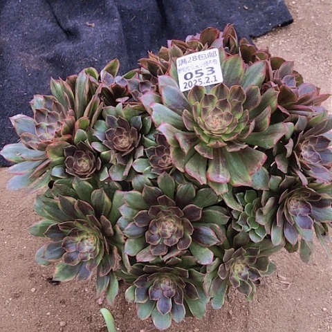 2.1-53半夏多肉植物