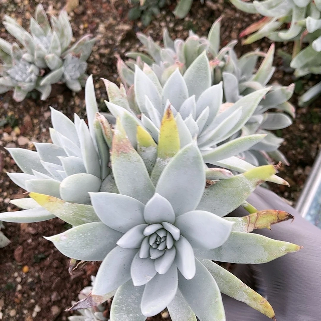 9346阿金尼仙女杯多肉