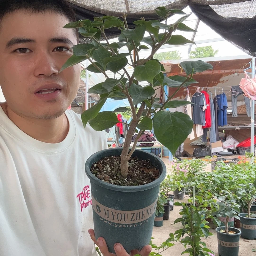 无花朵三角梅25号花