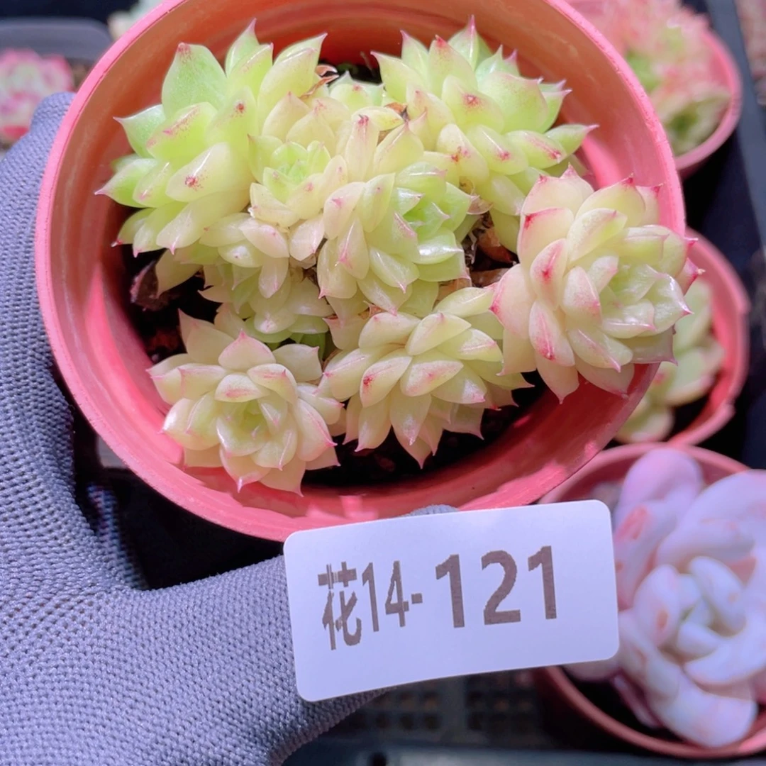 花利美14-121麦秆群