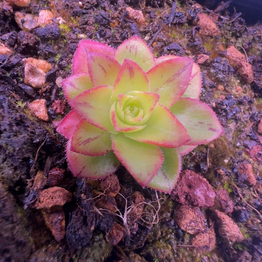 L663半城玫瑰新品玉稠不含盆土