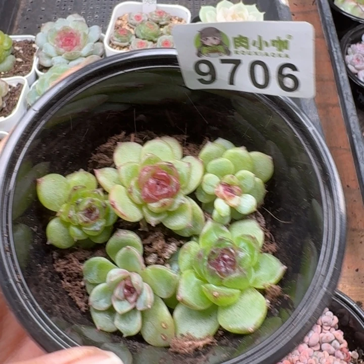 多肉植物多肉植物