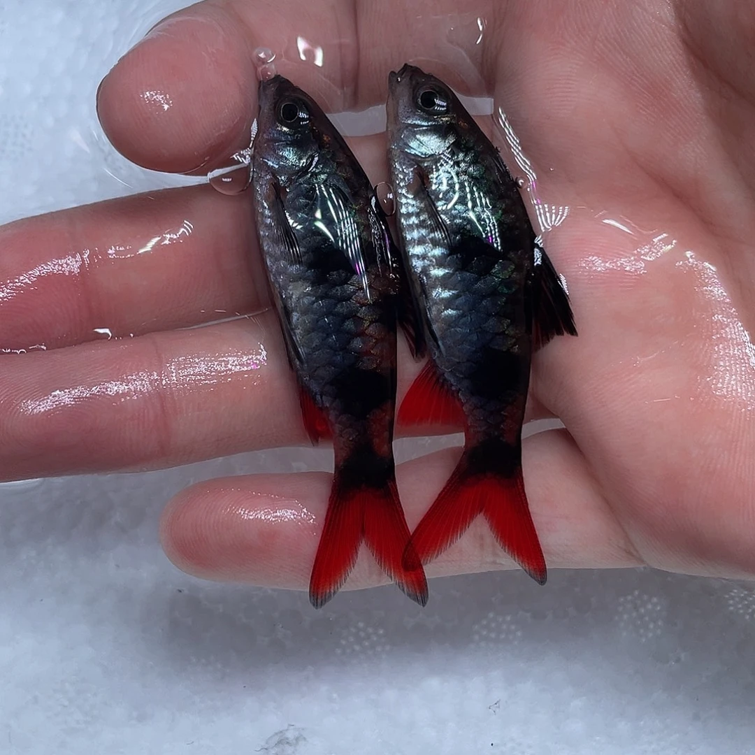 海水鱼红尾绿6-7cm公2条