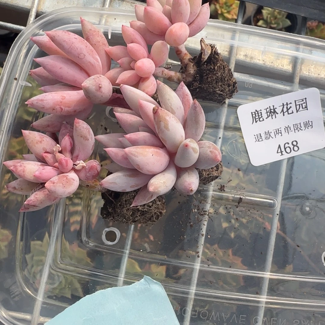 S*.多肉很小看清楚下单拒绝非品质售后468