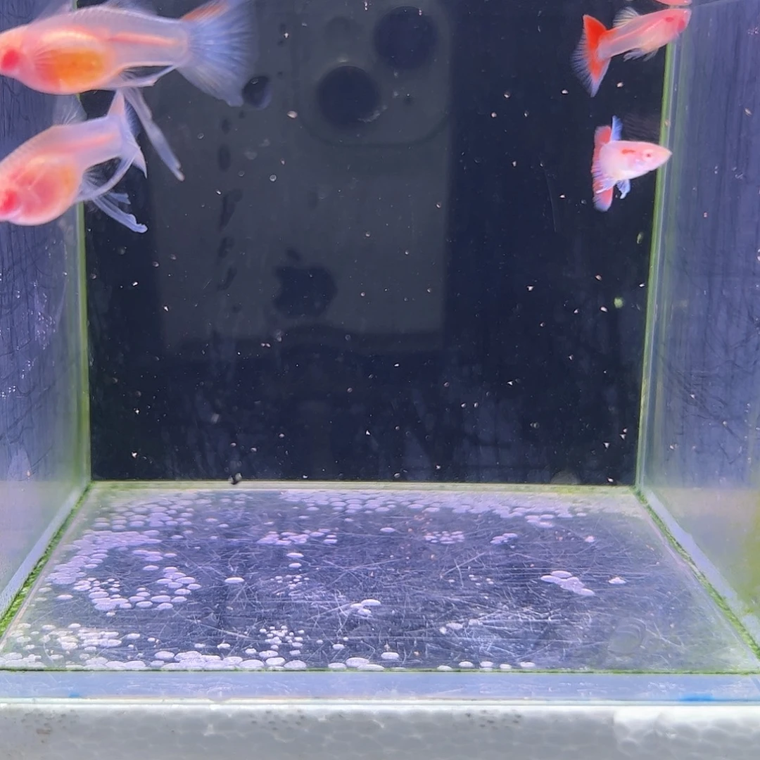 沈****孔雀鱼火烧云玻璃c2对