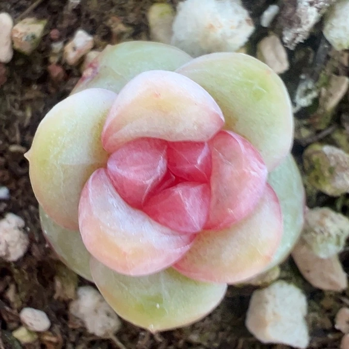 无***～多肉植物安放一颗