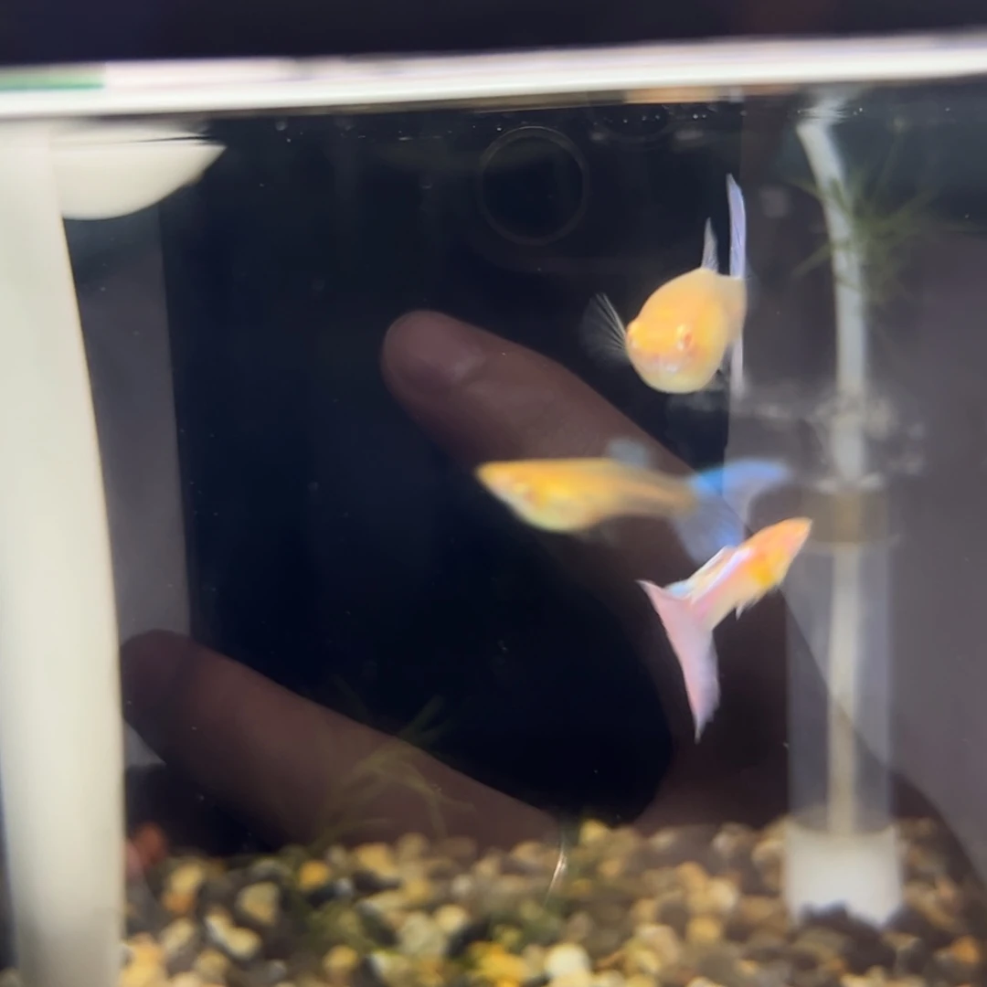 孔雀鱼天使3公5母100