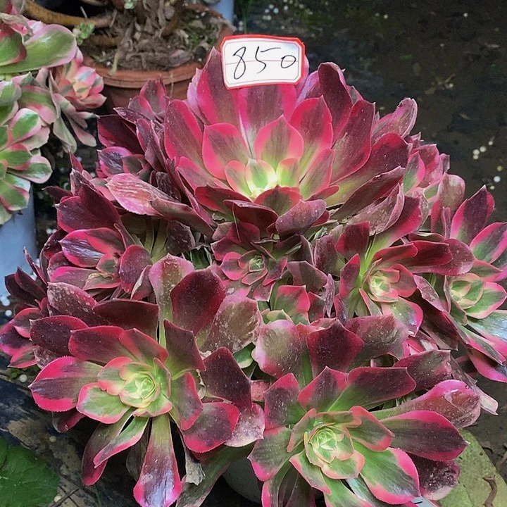 红女郎老桩捧花850号