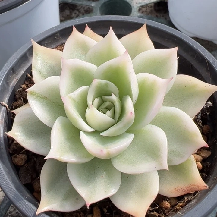 超白麦秆锦一物一拍锦龙