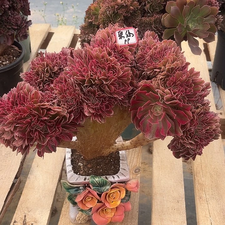 多肉聚*粉女巫12345