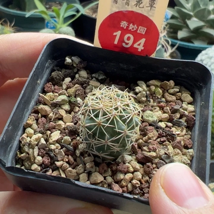实生顶花凤舞1.7cm一棵仙人球