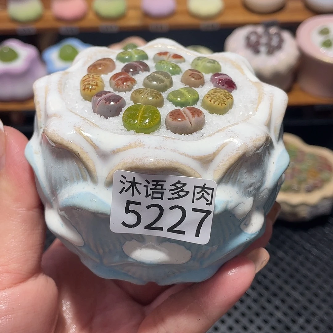 带盆土植物 一物一拍5227