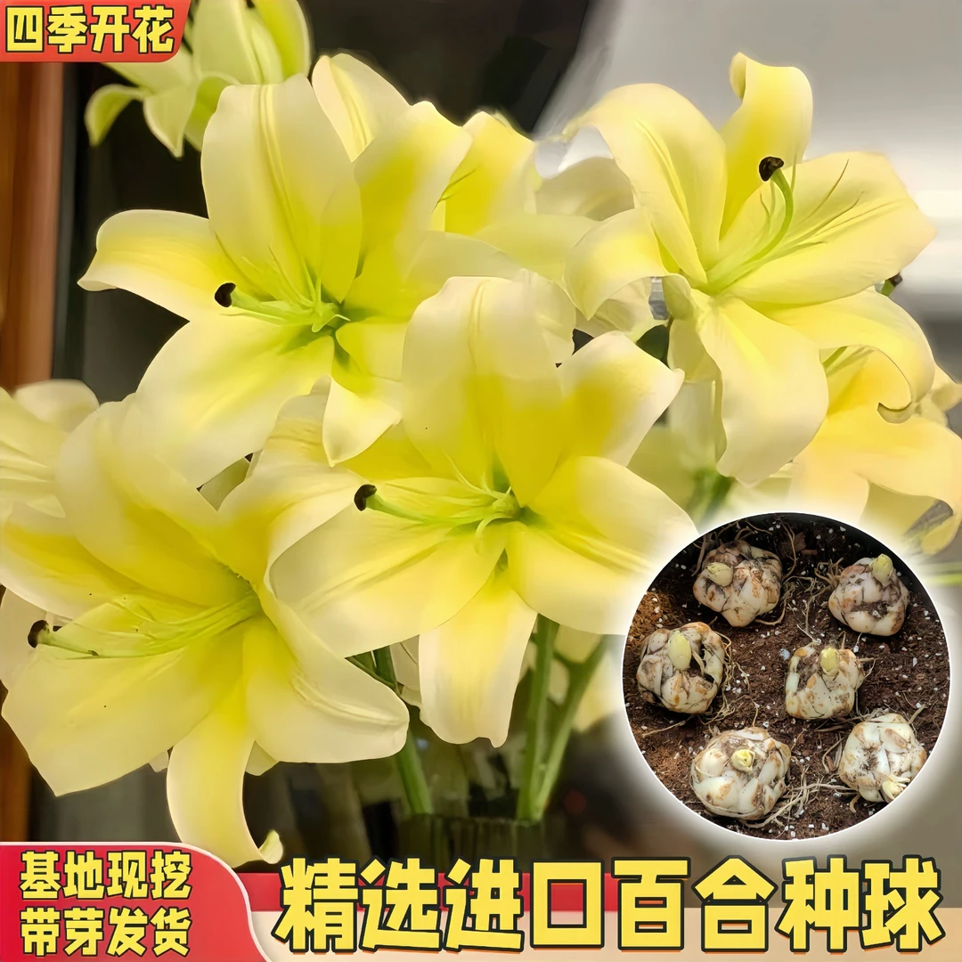 瑰季【黄天霸】单瓣百合种球根四季开花庭院地栽阳台易种植进口重瓣