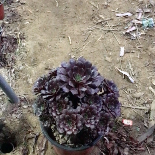 *****黑铜法师多肉植物31