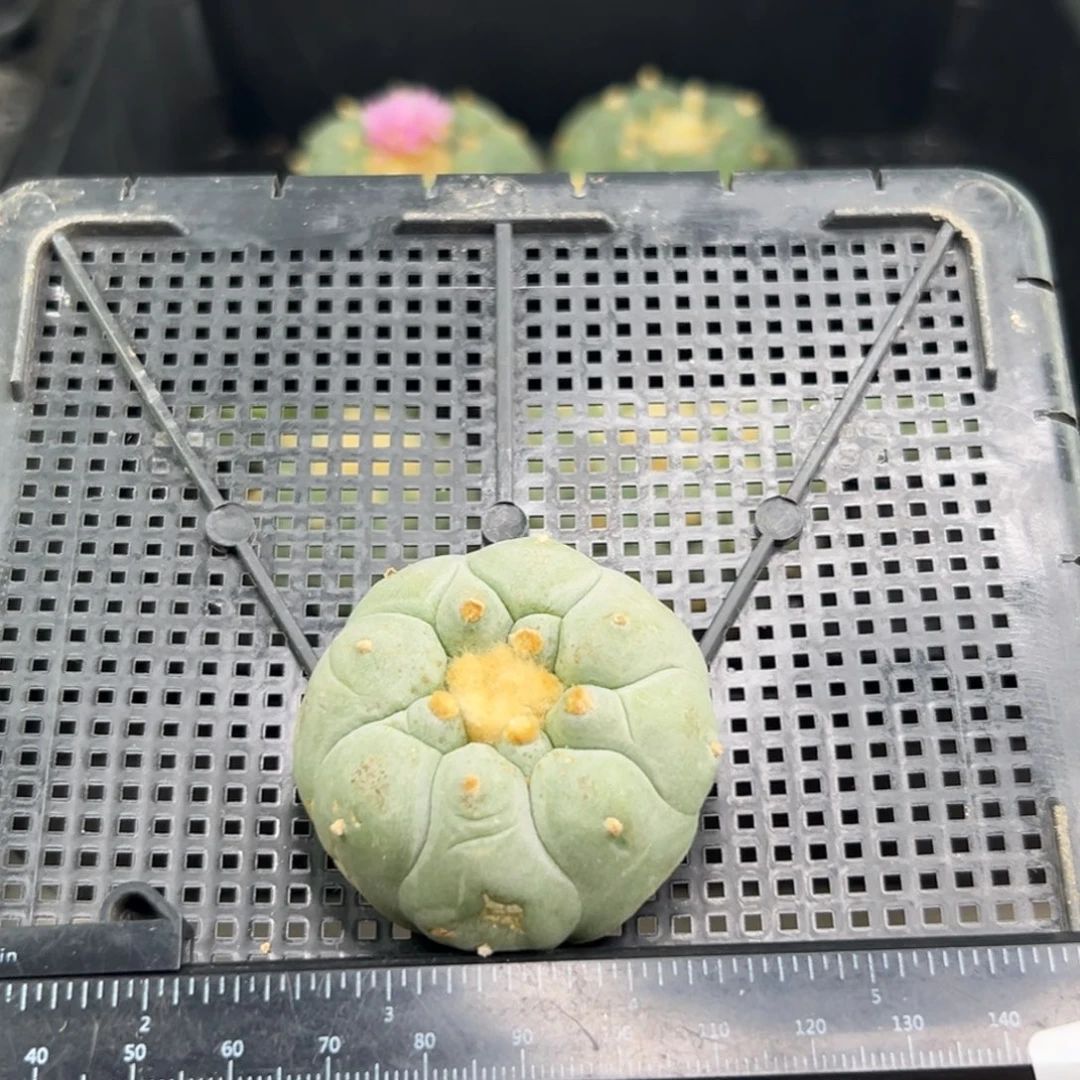 浮***闲449 有根 仙人球的世界