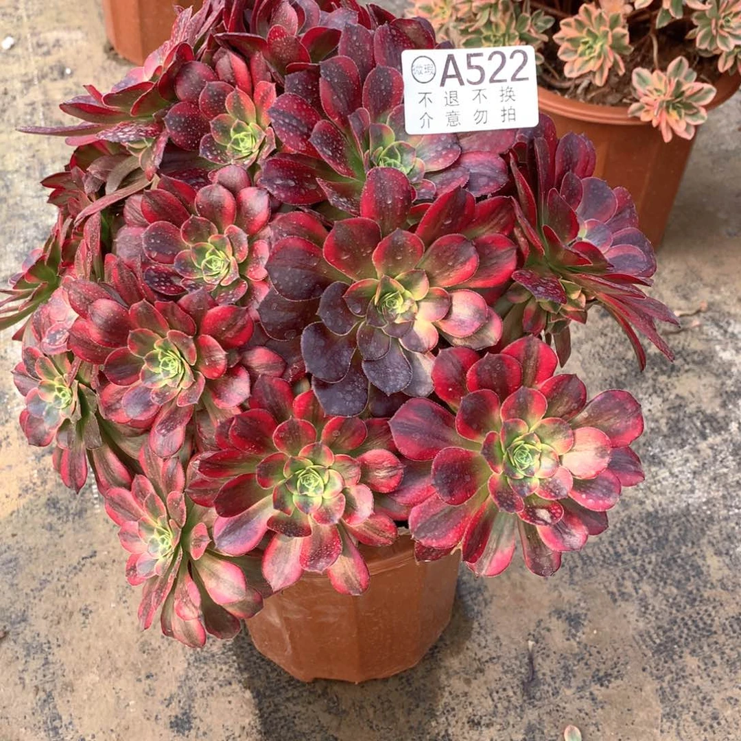 菲*多肉植物水果糖522