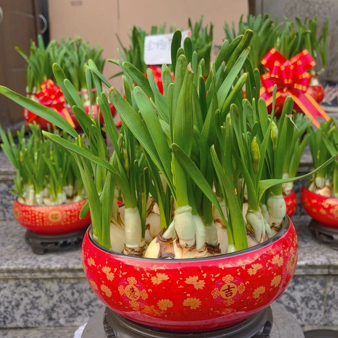 无***?6967水仙花一盆