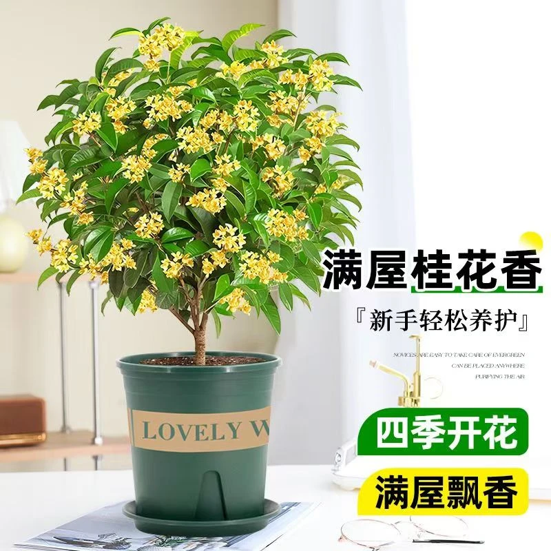 【顺丰包邮】四季桂花带花苞盆栽月月桂阳台室内易活庭院盆栽花卉